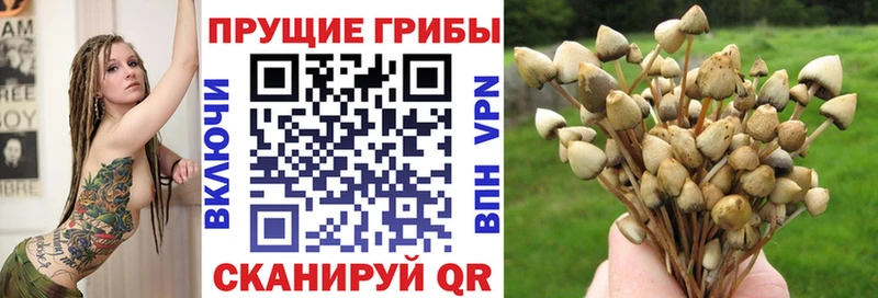 Галлюциногенные грибы Psilocybine cubensis  где продают наркотики  Цоци-Юрт 